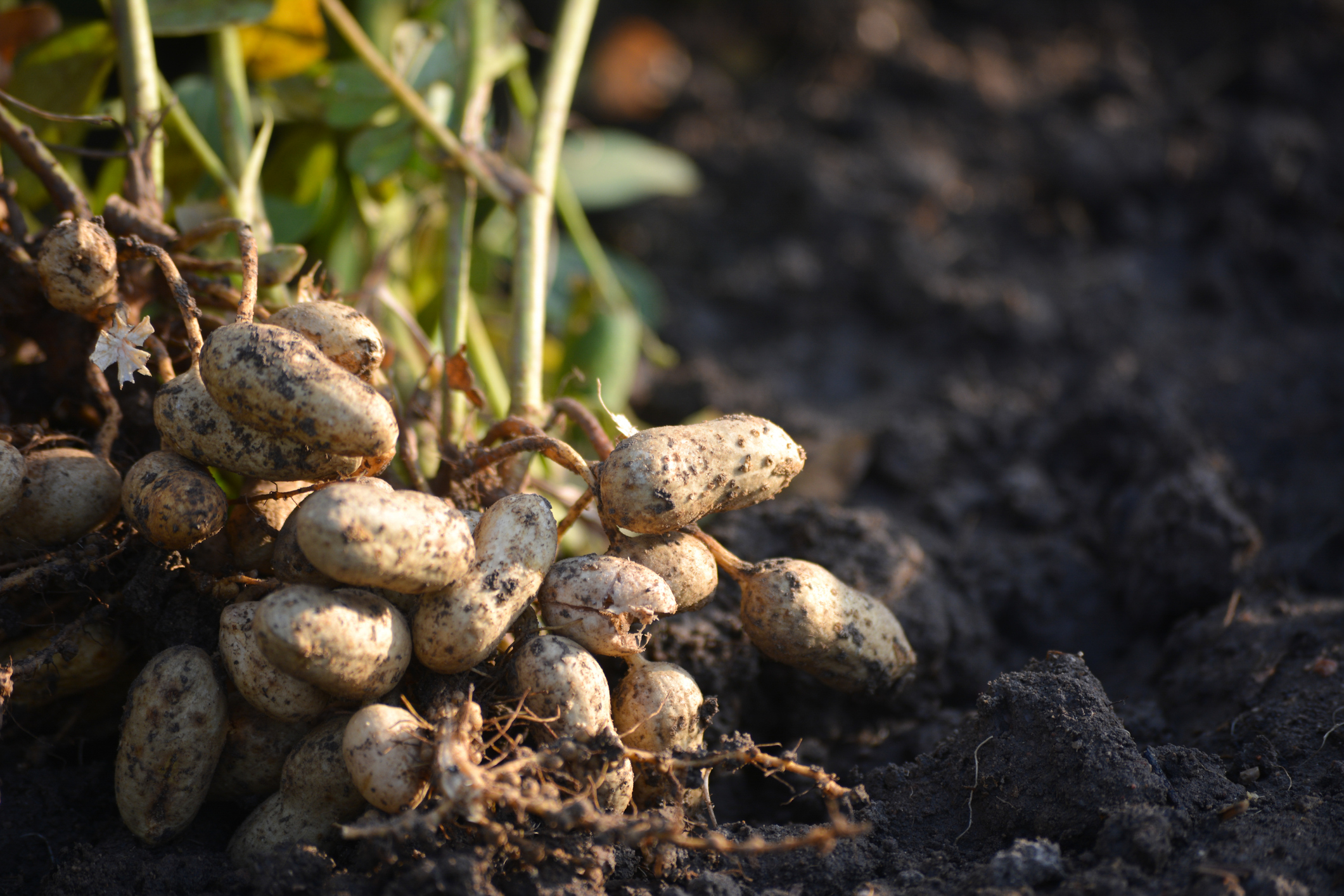 You ain’t seen nuttin’: Peanut blades to maximize yields