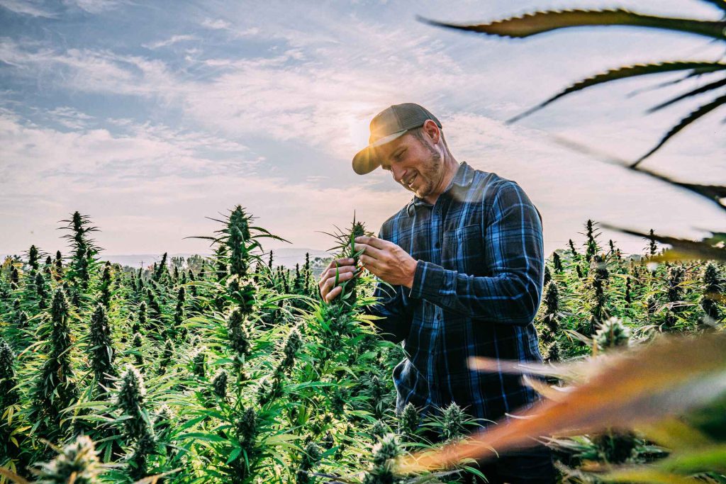 A farmer’s guide to growing hemp in the USA - image of a farmer holding hemp
