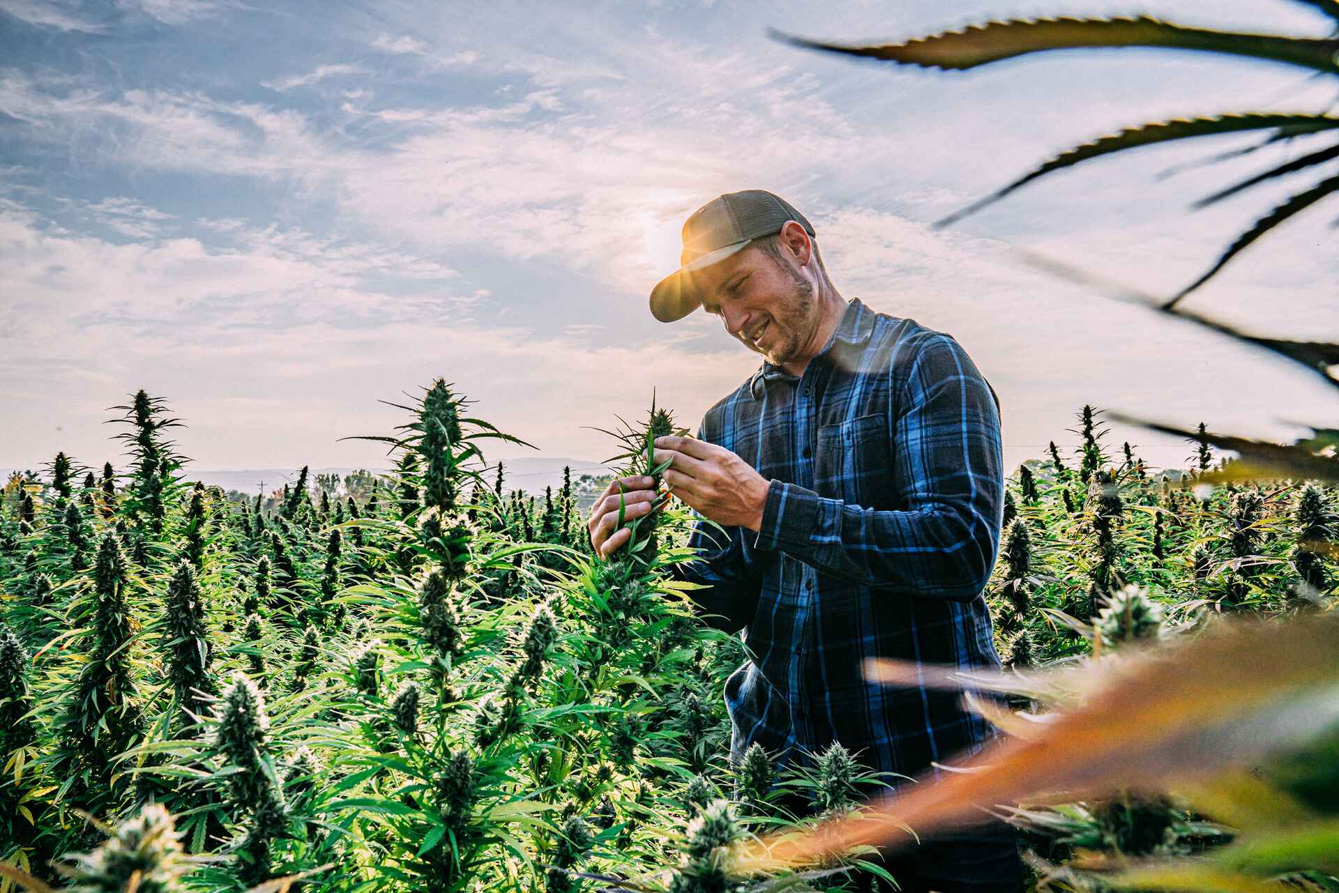 A farmer’s guide to growing hemp in the USA