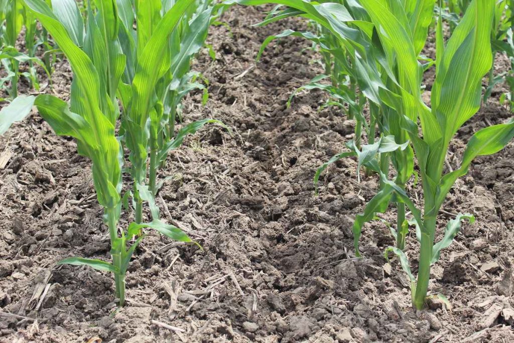 image of soil following weed control