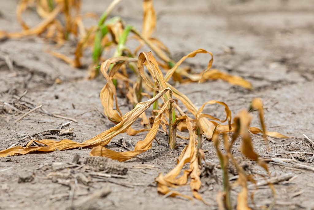 How can farmers cope with drought blog header image of dry crops