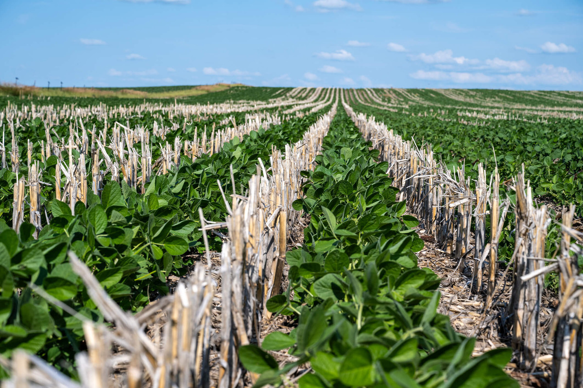 What Is No-Till Farming?