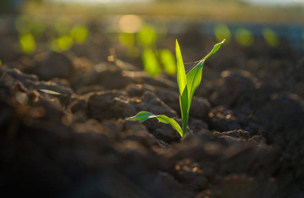 Maximize Your Harvest: Optimal Planting Conditions for US Crops