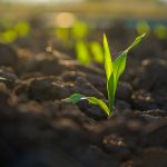 Maximize Your Harvest: Optimal Planting Conditions for US Crops