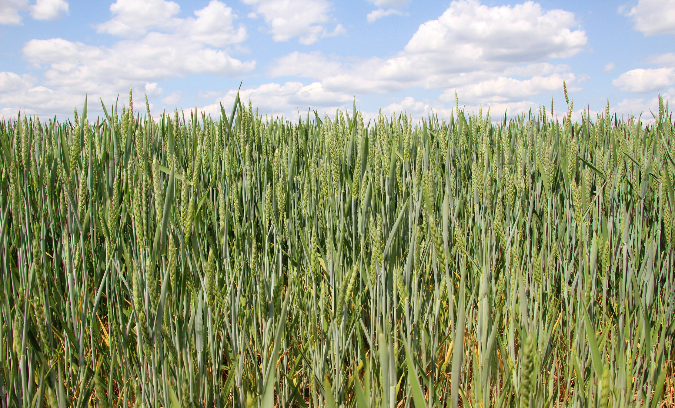 Maximizing Winter Wheat Yield: A Guide for Farmers