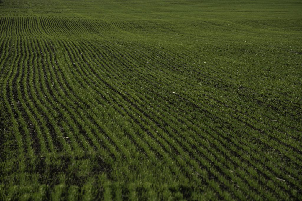 Organic Farm on a Brightly Lit Day. Low angle shot of the wheat seedlings in springtime.